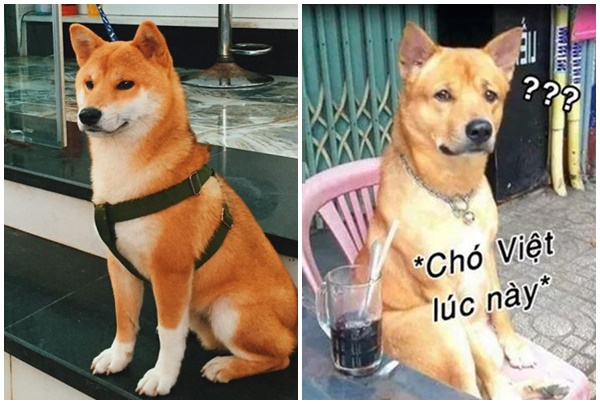 Vì sao làm phim về "Cậu Vàng" của Lão Hạc lại phải chọn chó Nhật, mà chó Việt bị loại bỏ?