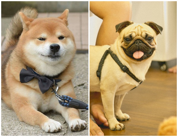 Sau "Cậu Vàng" Nhật Bản, bất ngờ xuất hiện thêm một chú chó gốc ngoại làm diễn viên trên màn ảnh Việt