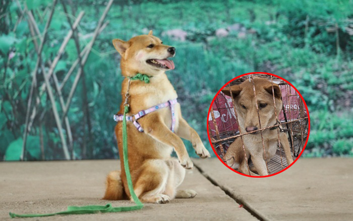 Hết chó Shiba đóng Cậu Vàng, CĐM lại đòi tẩy chay phim khi hay tin đạo diễn dùng chó Việt đóng thế cảnh trói bằng thòng lọng