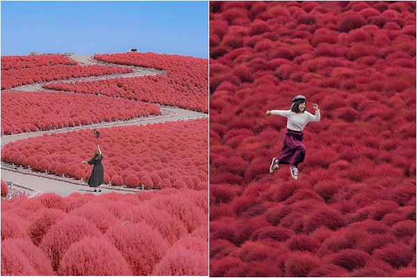 Tháng 11 có hẹn với cánh đồng Kochia đỏ rực đẹp nhất Nhật Bản mùa thu này