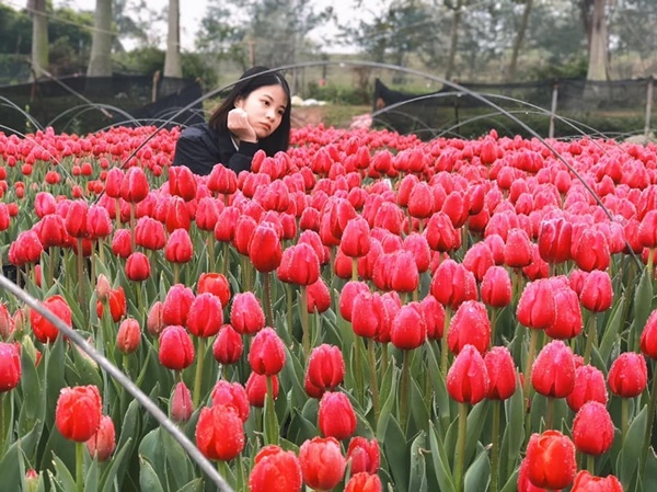 Xuất hiện vườn hoa Tulip sát xịt Hà Nội, 