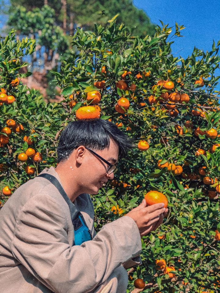 Phát hiện Vườn cam trĩu quả đang vào mùa ở Đà Lạt, đứng vào thôi cũng có ngay ảnh đẹp