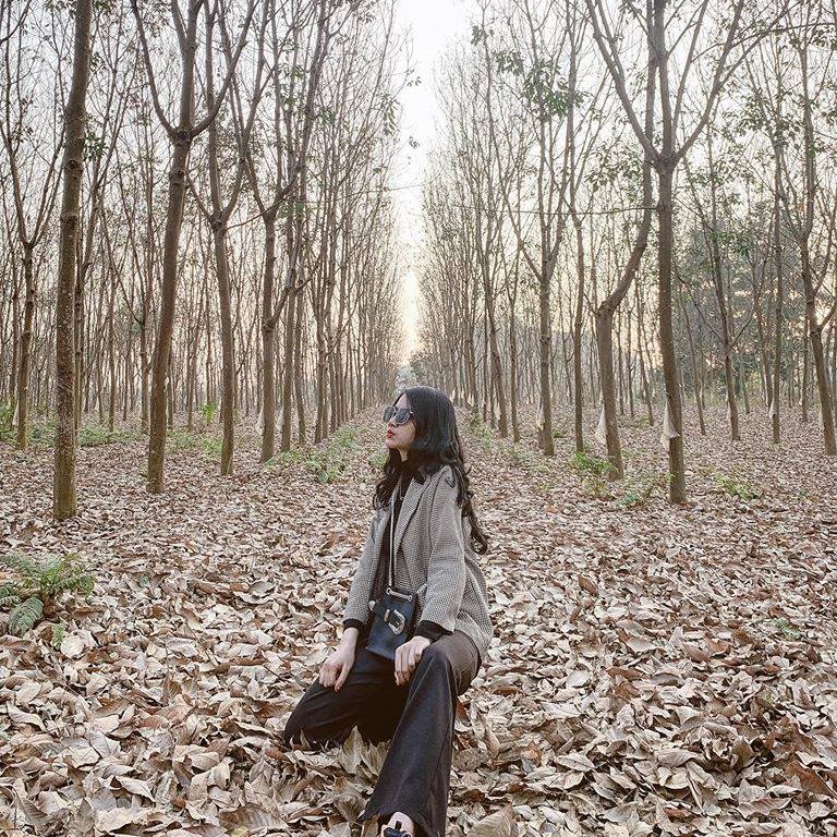 Đứng ngồi không yên trước rừng cao su mùa thay lá đẹp tựa phim Hàn Quốc ở Sơn La