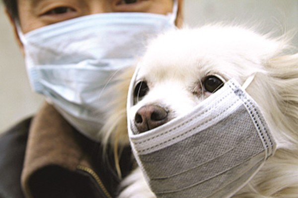 Chú chó đầu tiên trên thế giới dương tính với virus Corona: Nên đeo khẩu trang cho thú cưng khi đi ra ngoài
