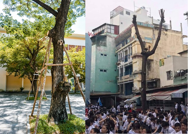 Hành động tuyệt vời của thầy cô Đà Nẵng: Không chặt cây mà tạo "lá chắn" giúp cây xanh không đổ ngã, giữ lại bóng mát cho học trò