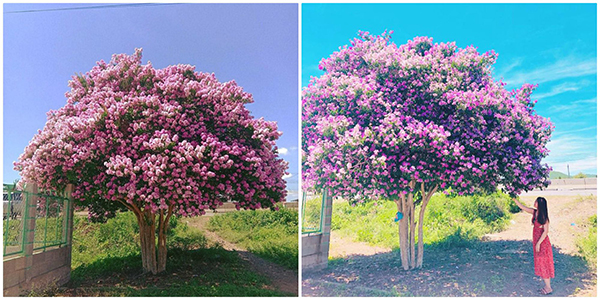 Đẹp mê mẩn cây bằng lăng cô đơn ở Bình Thuận đang nở hoa tím rợp trời