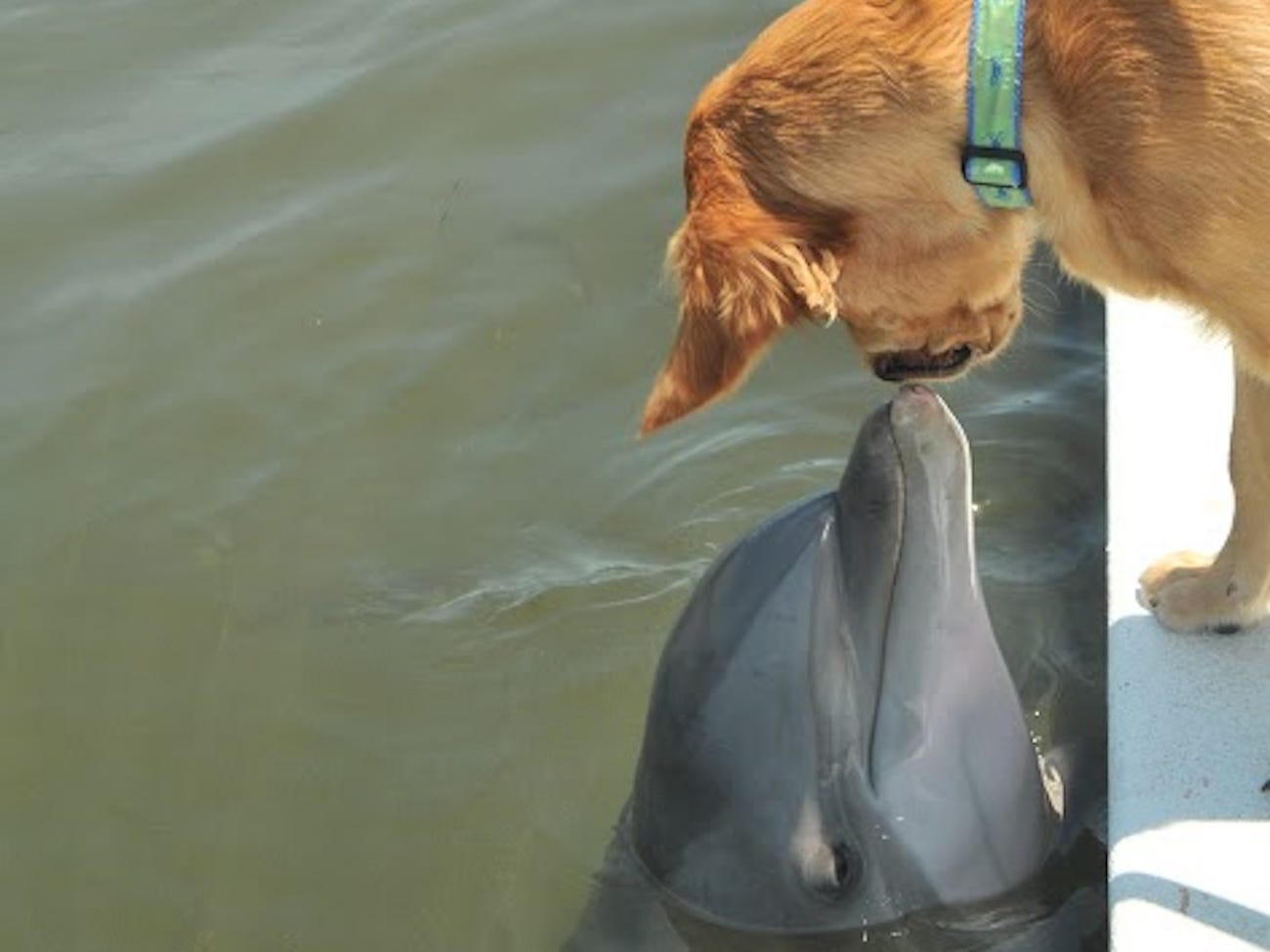 Không gì tuyệt bằng tình cảm giữa các loài động vật: Tình bạn 8 năm giữa chó của huấn luyện viên và cá heo