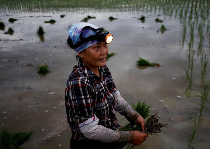 Nông dân Việt Nam đi cấy vào ban đêm tránh nắng nóng lên báo nước ngoài
