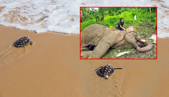 Koh Samui không có khách du lịch, rùa con nở nhiều và thoải mái bơi ra biển nhưng đại dịch không tốt cho muôn loài