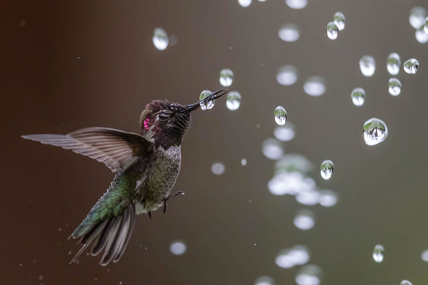 Top 10 bức ảnh đẹp nhất về các loài chim tại Bắc Mỹ: Bức ảnh về con chim cốc đang lặn xuống vịnh La Paz đạt giải thưởng lớn nhất