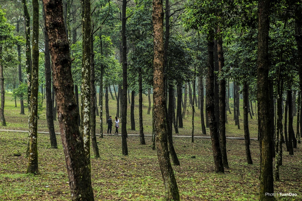 Những hình ảnh về rừng thông ở Gia Lai liên tiếp bị bức tử  Môi trường   Vietnam VietnamPlus