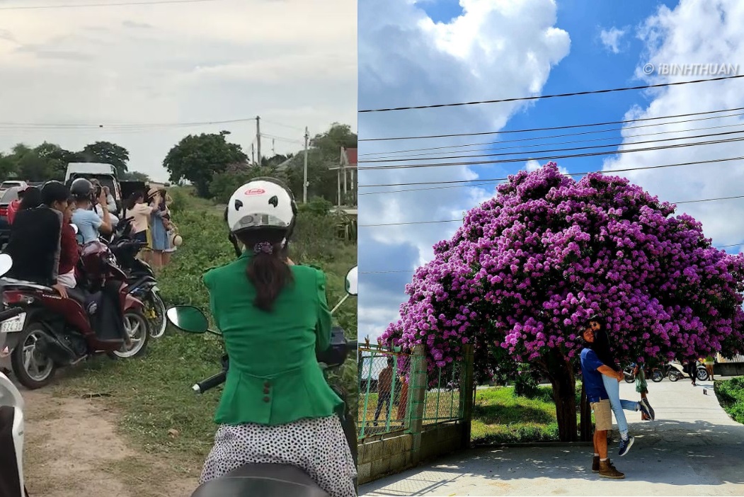 Giới trẻ chen nhau check in cây bằng lăng "hit hot" tại Bình Thuận: "Liệu có đáng?" 