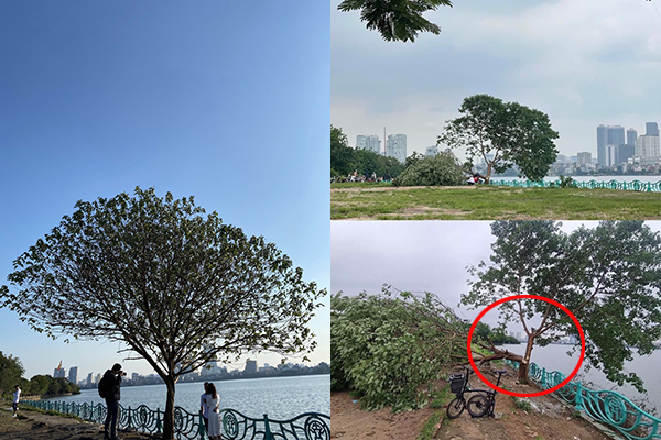 "Cây cô đơn" ở Hà Nội trước và sau khi "gục ngã": Còn đâu địa điểm check in cho những kẻ cô đơn! 