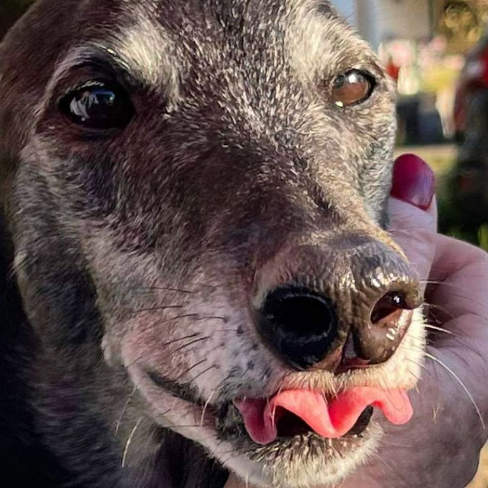 Dự án cứu những chú chó săn Greyhound