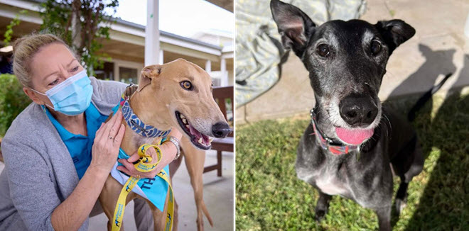 Dự án cứu những chú chó săn Greyhound ở Úc: Khi những chú chó đến thăm người cao tuổi ở viện dưỡng lão