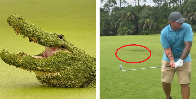 CLIP: Cá sấu mon men lại gần tay golf đang đánh bóng khiến đám đông nín thở
