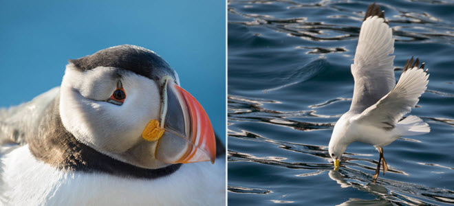 30 bức ảnh chụp những loài chim kỳ lạ như đến từ hành tinh khác ở Bắc Cực