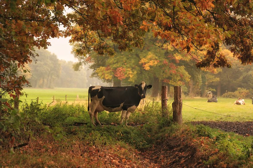 Loạt ảnh tuyệt đẹp về nông thôn Hà Lan