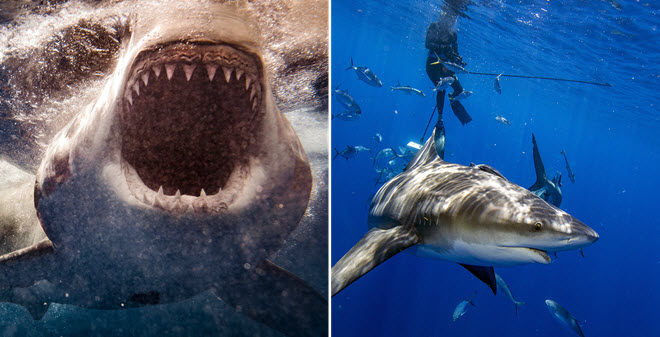 12 điều cần lưu ý để tránh đụng phải cá mập khi đi tắm biển