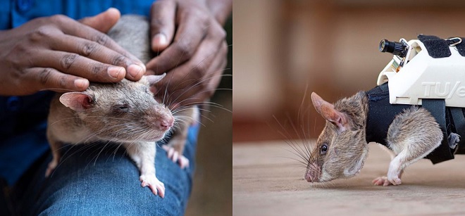 Sử dụng chuột vào hoạt động cứu hộ ở châu Phi: Những người hùng đeo micro và ba lô tí hon