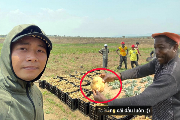 Quang Linh xứng đáng trở thành "hoa hậu" Angola: Thu hoạch được 700kg khoai tây liền tặng hết cho bà con làm giống! 