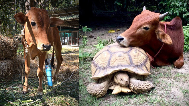 Tình bạn kỳ lạ giữa bò con khuyết tật và chú rùa khổng lồ: Ngày nào cũng kè kè bên nhau