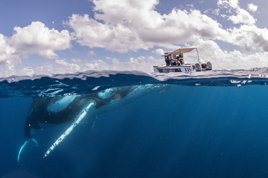 cá voi lưng gù đang chơi đùa trên đại dương