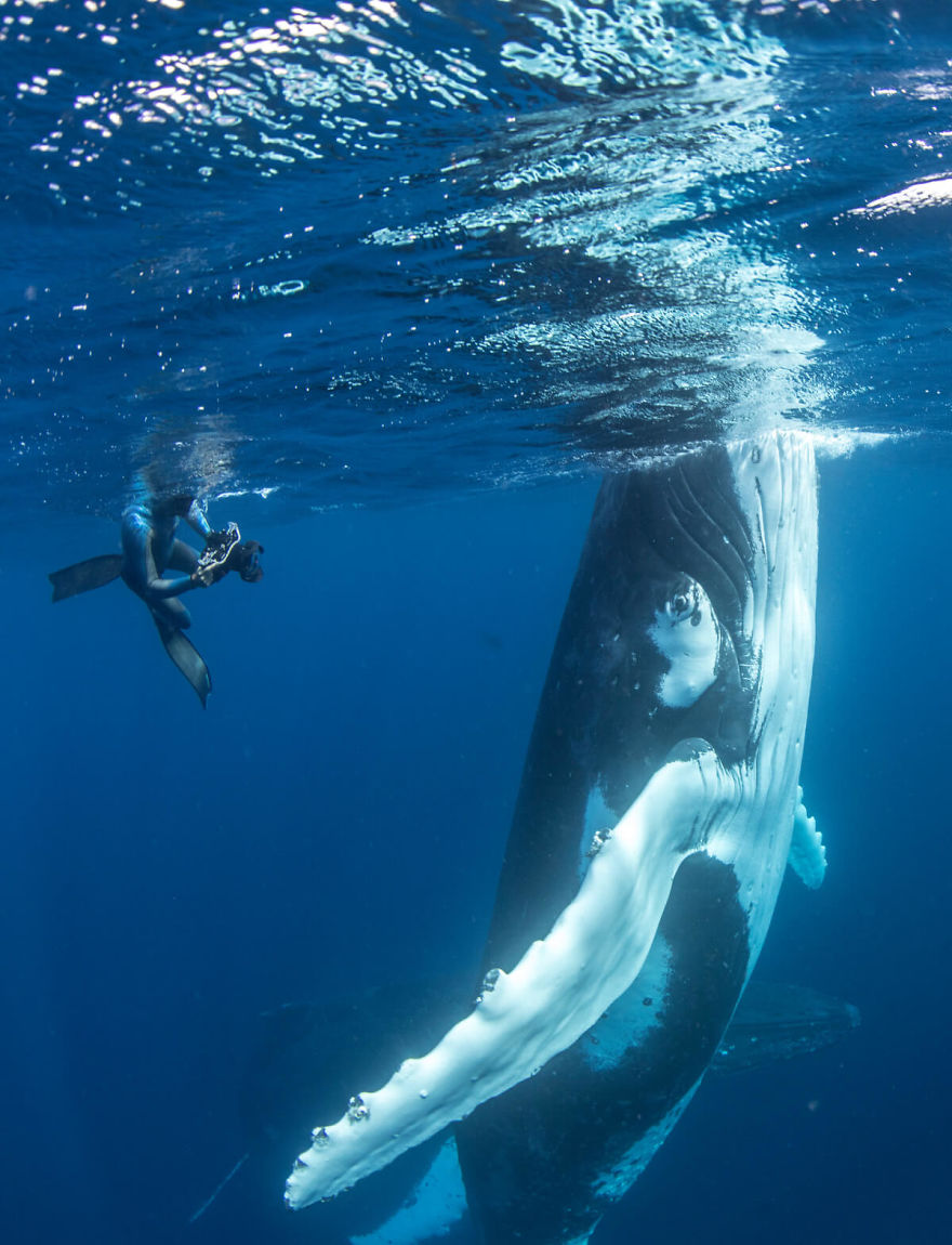 cá voi lưng gù đang chơi đùa trên đại dương
