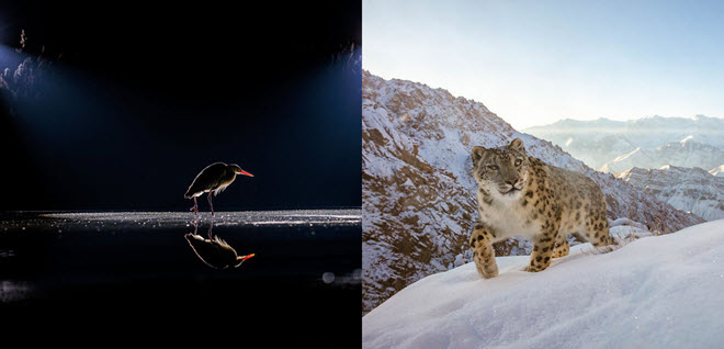 30 bức ảnh đoạt giải thưởng Nhiếp ảnh gia thiên nhiên của năm 2022