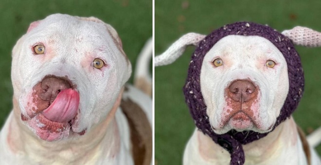 Chú chó mất tai được tặng những chiếc tai mới bằng len và lập tức được nhận nuôi