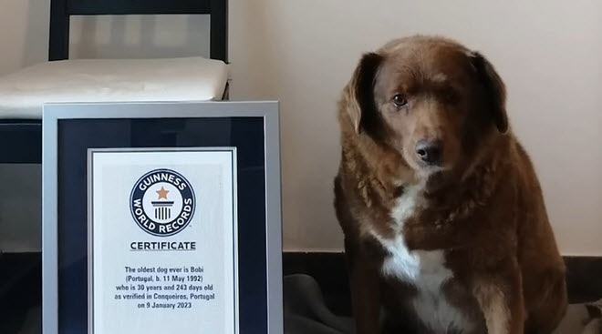 Chú chó già nhất thế giới lập kỷ lục Guinness, năm nay đã được 30 tuổi