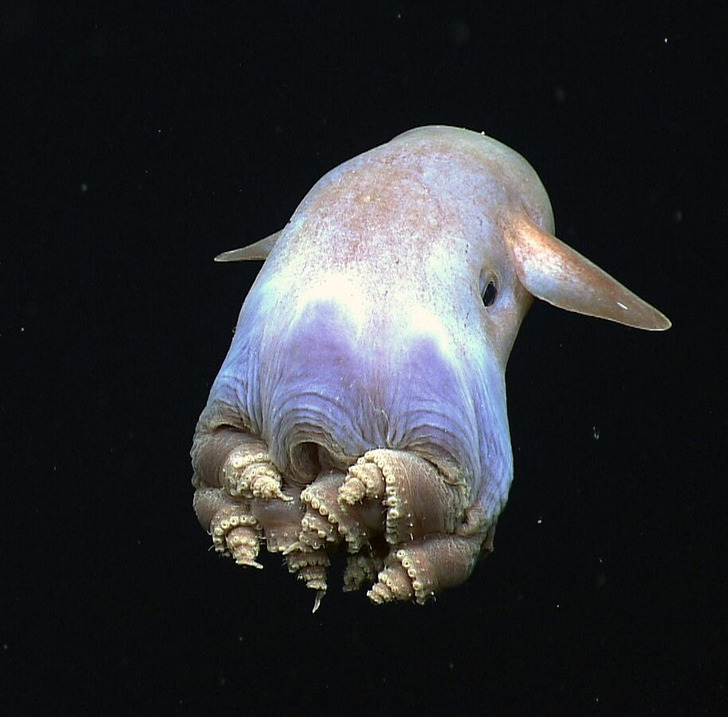 sinh vật biển kỳ lạ