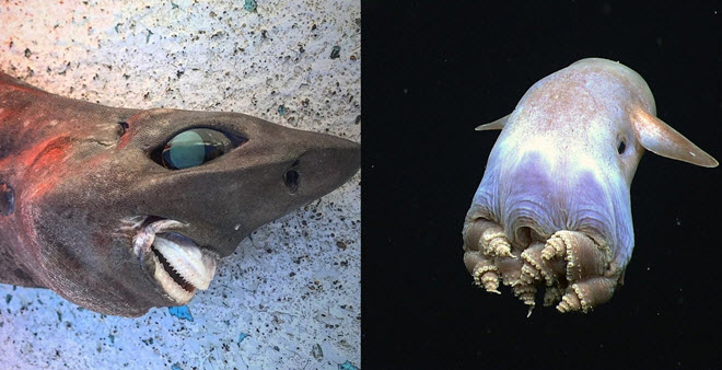 10 sinh vật biển kỳ lạ được phát hiện trong những năm gần đây