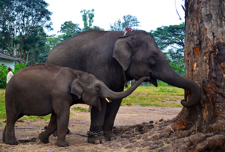 Loài voi có siêu năng lực chống biến đổi khí hậu