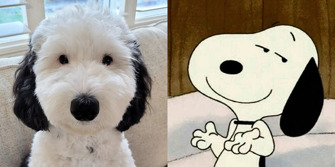 Chú chó nổi tiếng khắp cõi mạng vì có vẻ ngoài tương đồng với nhân vật Snoopy nổi tiếng