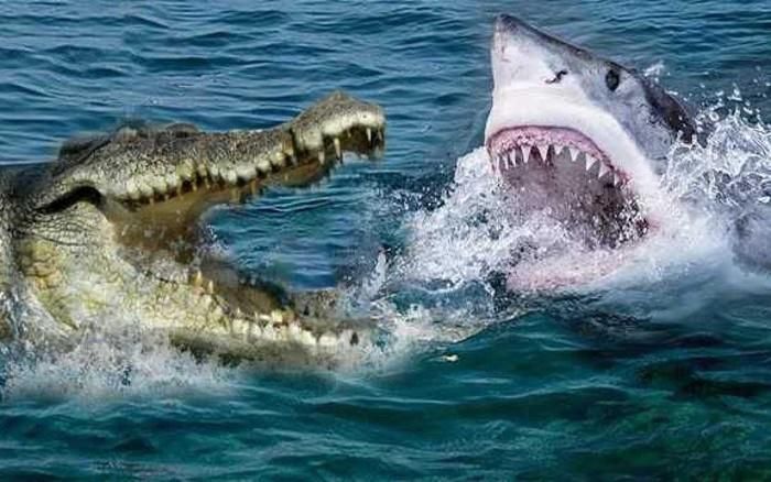Nếu cá mập trắng và cá sấu giao tranh, kẻ nào sẽ giành chiến thắng?