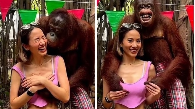 Đười ươi trong vườn thú bỗng nổi tiếng vì cái tay "hư đốn" với nữ du khách