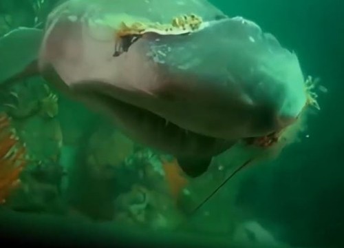 Cá mập siêu "khủng" tiếp cận nhóm thợ lặn đề cầu cứu và cái kết bất ngờ
