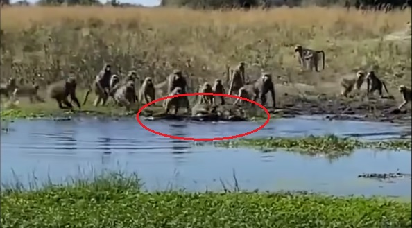 Clip: Khỉ đầu chó hội đồng cá sấu để giải cứu đồng loại và cái kết ai cũng ngã ngửa