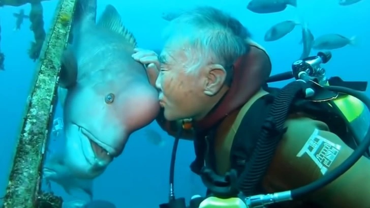 người thợ lặn già và chú cá đáng yêu