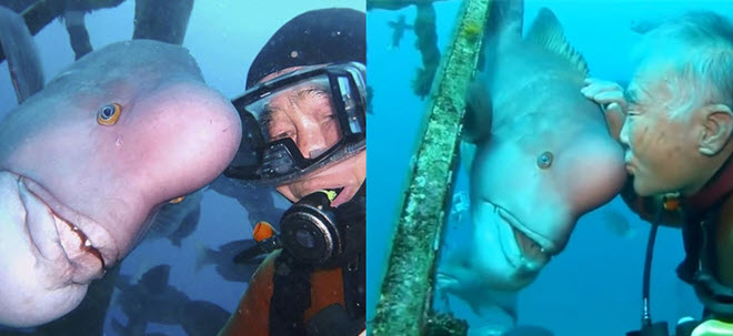 Tình bạn diệu kỳ giữa người thợ lặn già và chú cá đáng yêu trong gần 30 năm sau khi ông cứu sống nó