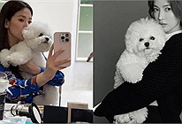 Song Hye Kyo tuổi 42 chọn cuộc sống độc thân bên thú cưng, nói không với chồng con