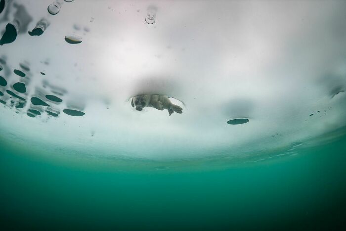 loài hải cẩu hồ Baikal