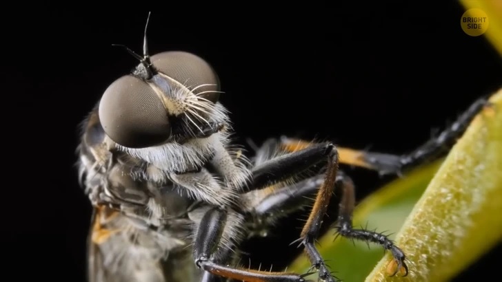 ruồi thực sự đã làm gì khi đậu trên thức ăn