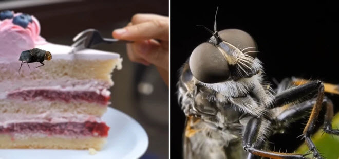 Loài ruồi thực sự đã làm gì khi đậu trên thức ăn của con người?