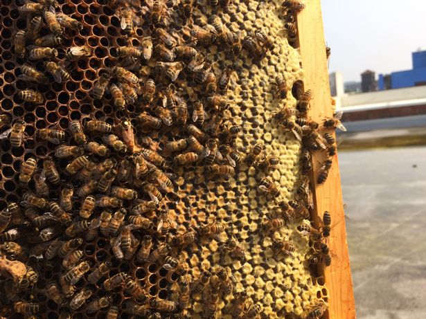 cảnh báo nguy cơ bị ong tấn công