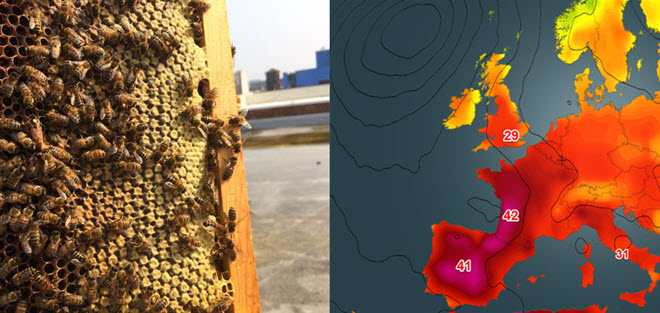 Nắng nóng lên tới 40 độ C, người dân Anh bỗng được cảnh báo nguy cơ bị ong tấn công
