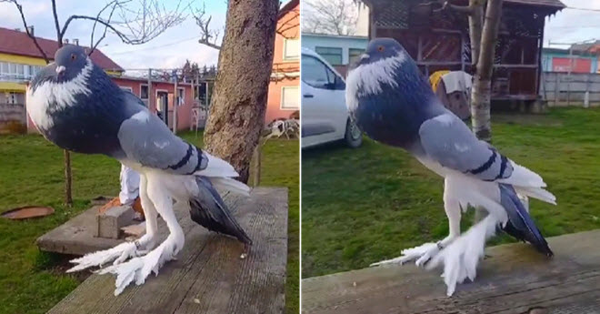 Giống chim bồ câu thân phồng to, chân siêu khủng: Người gọi là "dị nhân", kẻ không tin là thật