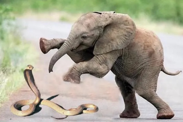 Rắn hổ mang tử chiến với voi châu Phi, liệu rằng nọc độc có đủ "hóa vàng" loài voi?