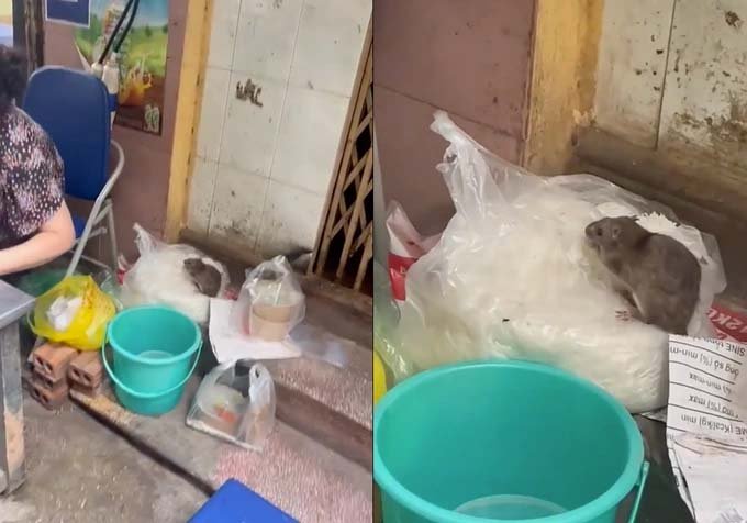 Sự thật không ngờ về đoạn video "chuột chễm chệ ngồi trên túi bún" ở một quán ăn ở Xuân La, Hà Nội gây xôn xao
